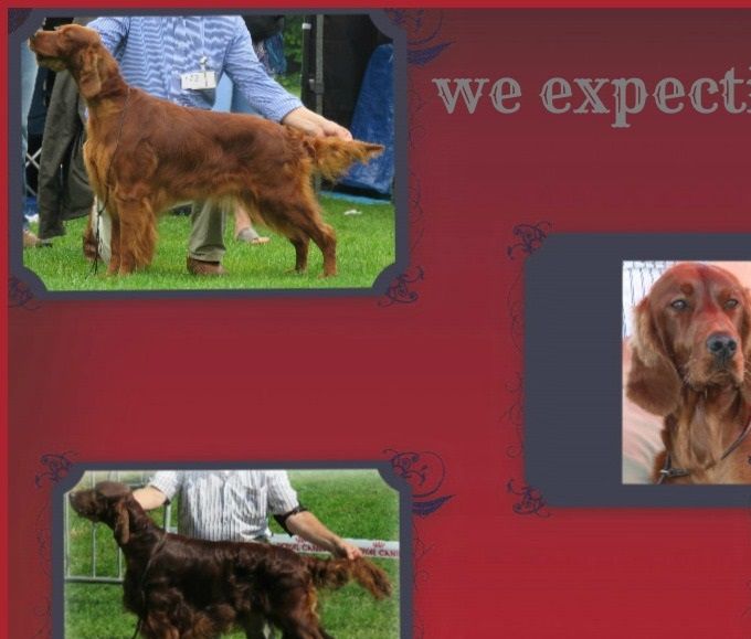PUPS VERWACHT 21-2-2017 in samen werking met ireleith kennel
info Gust Hendrix tel 003234885737 MOB 0032468114385
EMAIL ireleith@scarlet.be
Rieky van Hal TEL 011747801
EMAIL ofthetravlinstar@telenet.be