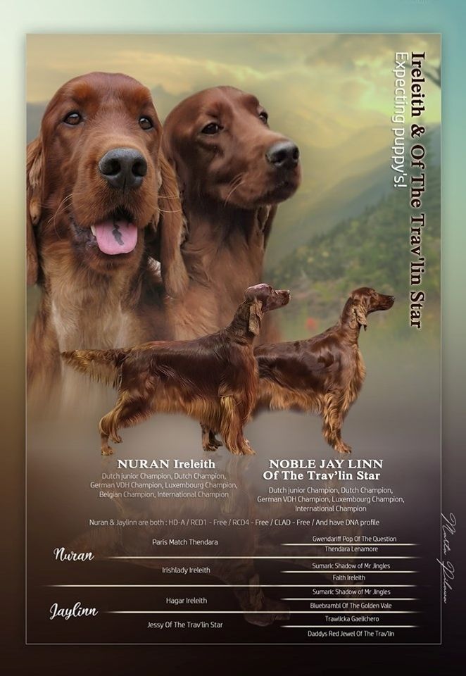 pups verwacht 7 juli
noble jaylinn of the travlin star x nuran ireleith