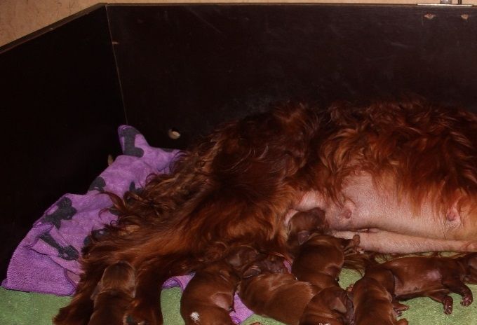 PUPS ARE BORN 6 BOYS AND 5 GIRLS
08-07-2019