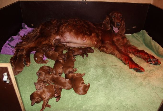 PUPS ARE BORN 6 BOYS AND 5 GIRLS
08-07-2019