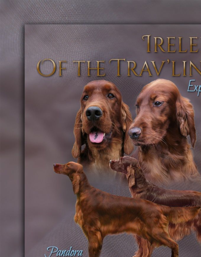 We verwachten pups van Queen Pandora Ireleith x Nuran Ireleith.
Pups worden geboren rond 10 februari