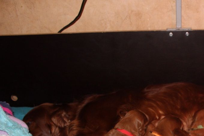 6 reuen en 4 teffjes geboren op 08 - 02 - 2020
Pandora Ireleith x Nuran Ireleith
