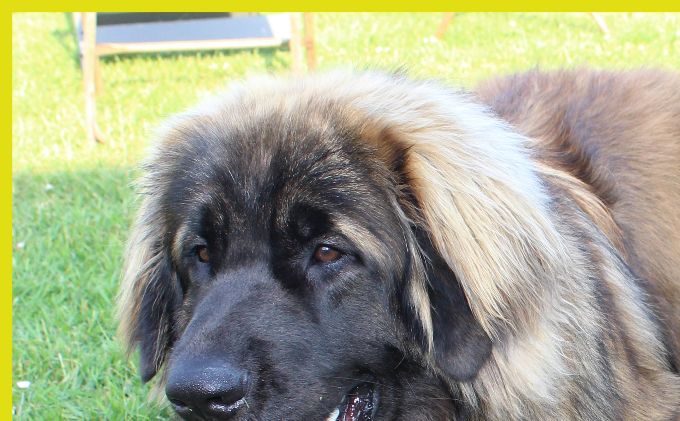 Tara haar grote vriend