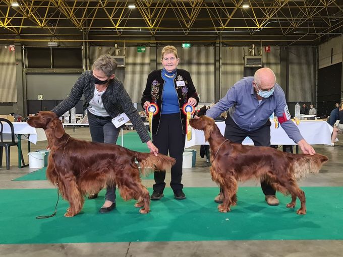 dogshow Genk 2021 tara bos cac cacib