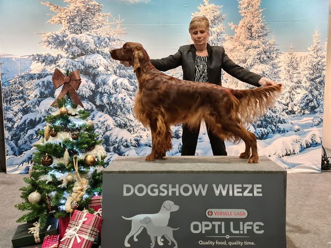 Dogshow Wieze Tara res cac