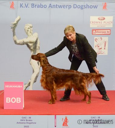 dogshow antwerpen2022 bob best in group7 bis 4